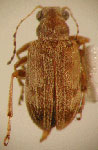  Gen. 1 aff. Psathyrocerus sp.1